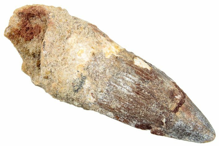Large, Fossil Spinosaurus Tooth - Robust Tooth #274111